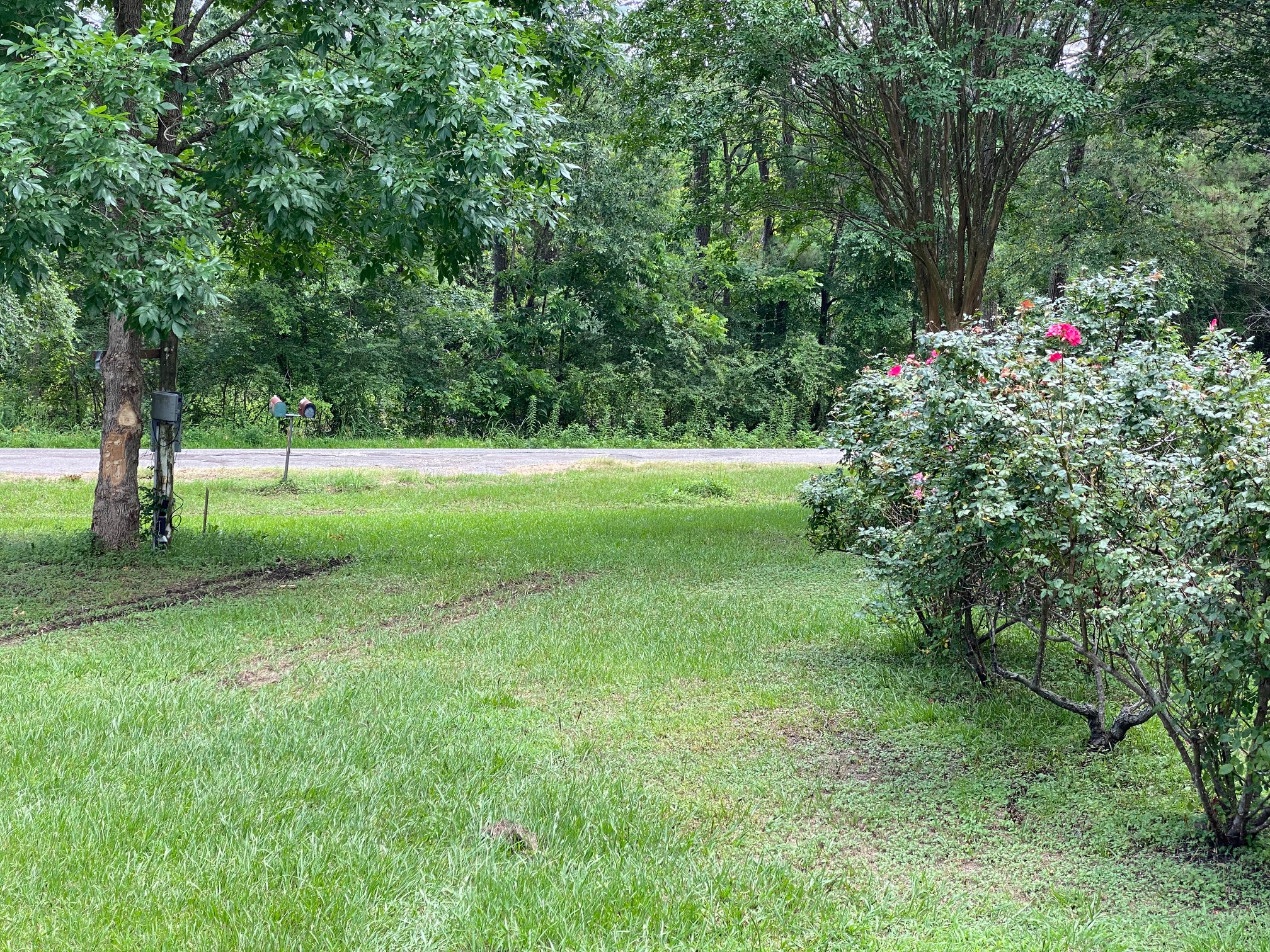 Piney Woods landscape