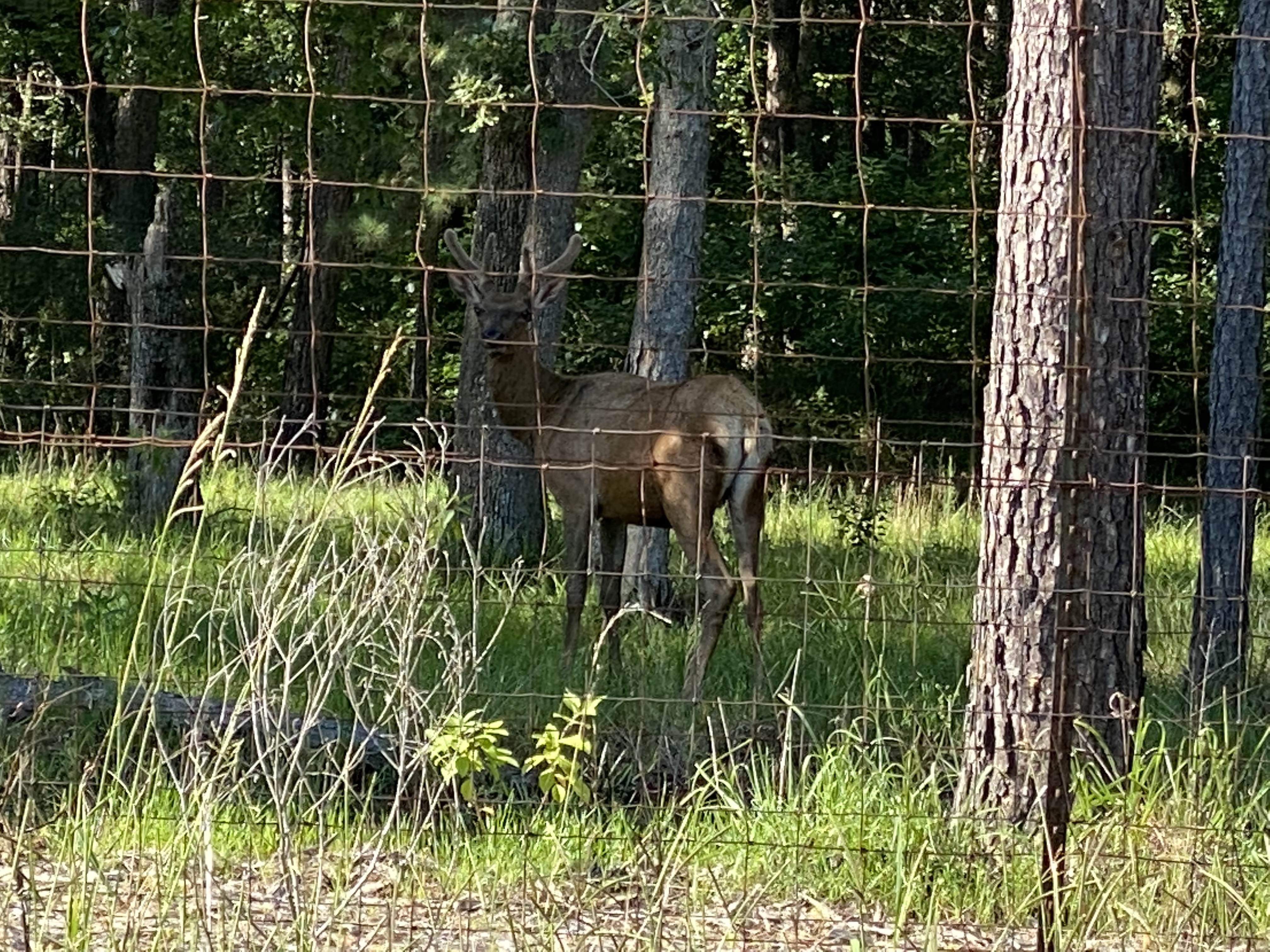 East Texas wildlife